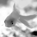 Would your website pass the goldfish test?