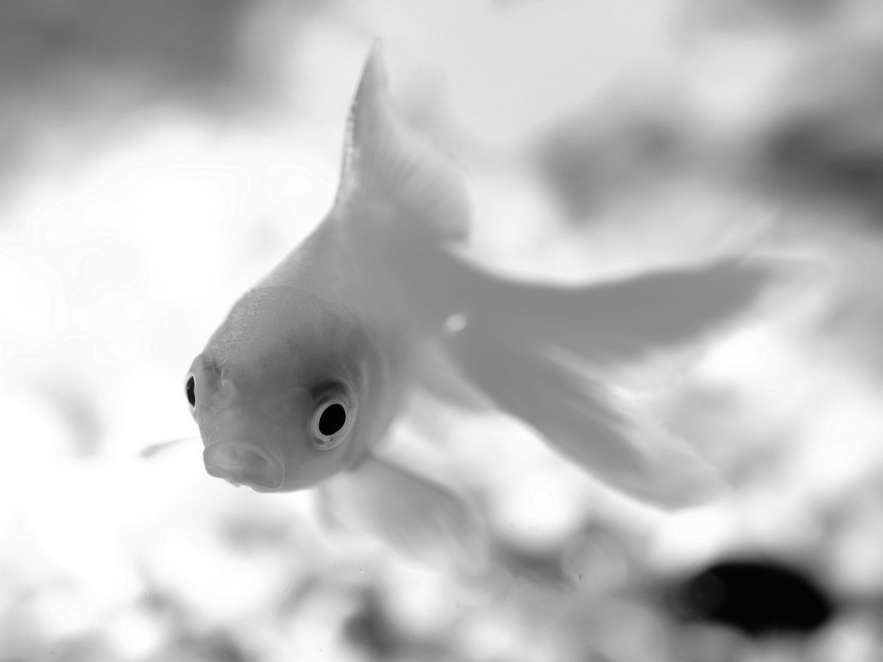 Would your website pass the goldfish test?